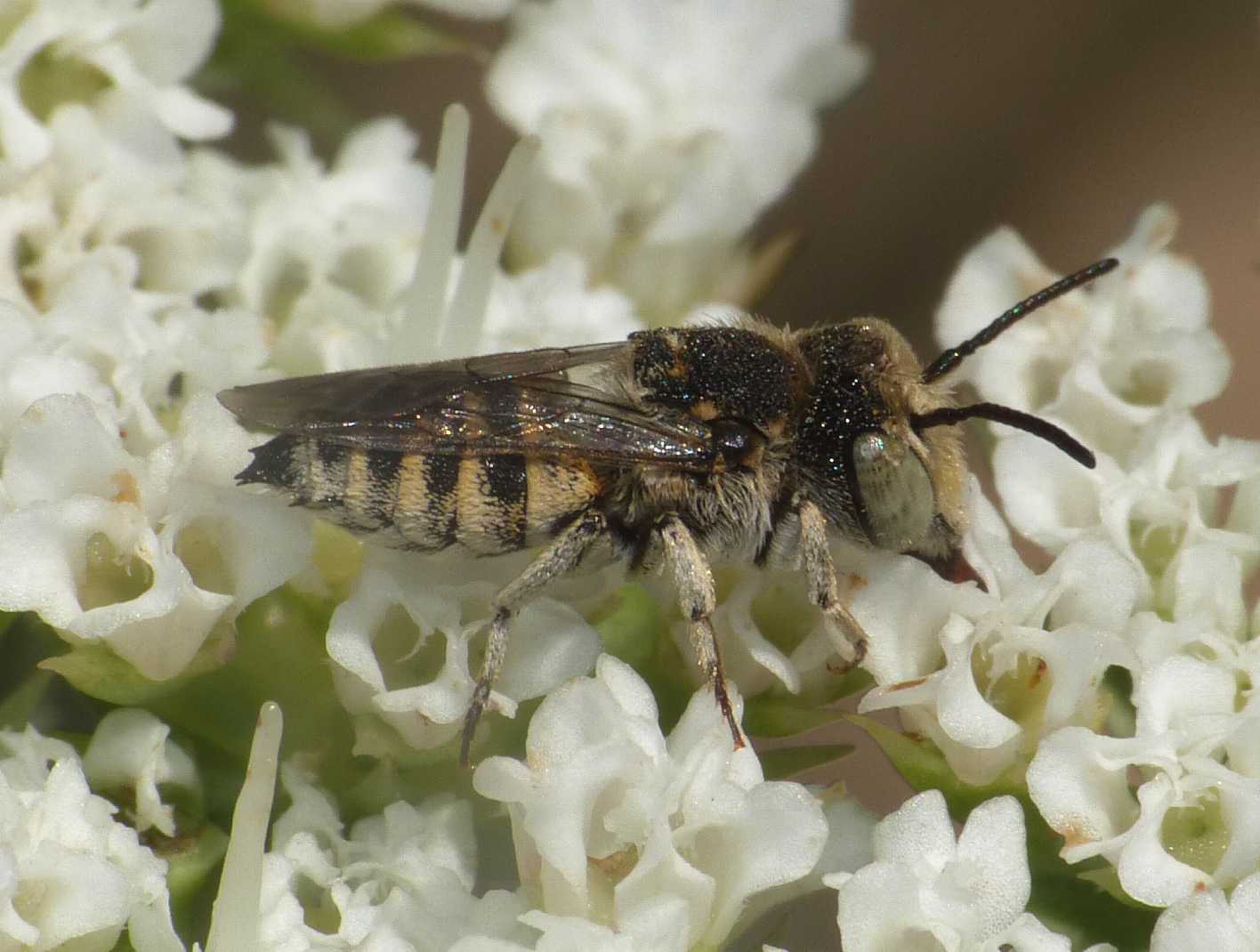 Probabile Apidae Colletinae